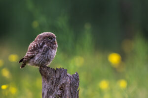 Vogels fotografie