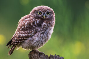 Vogels fotografie