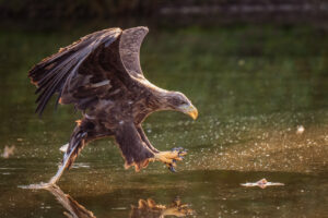 Vogels fotografie