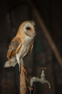 Vogels fotografie