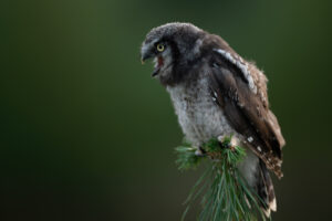 Vogels fotografie