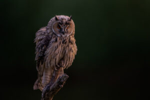 Vogels fotografie