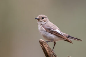 Vogels fotografie