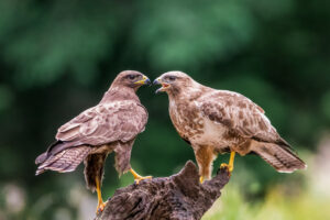 Vogels fotografie