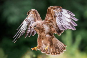 Vogels fotografie