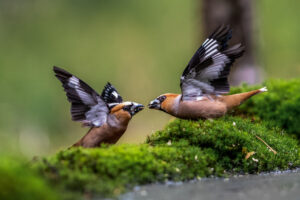 Vogels fotografie