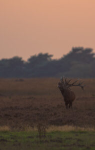 Wildlife en macro