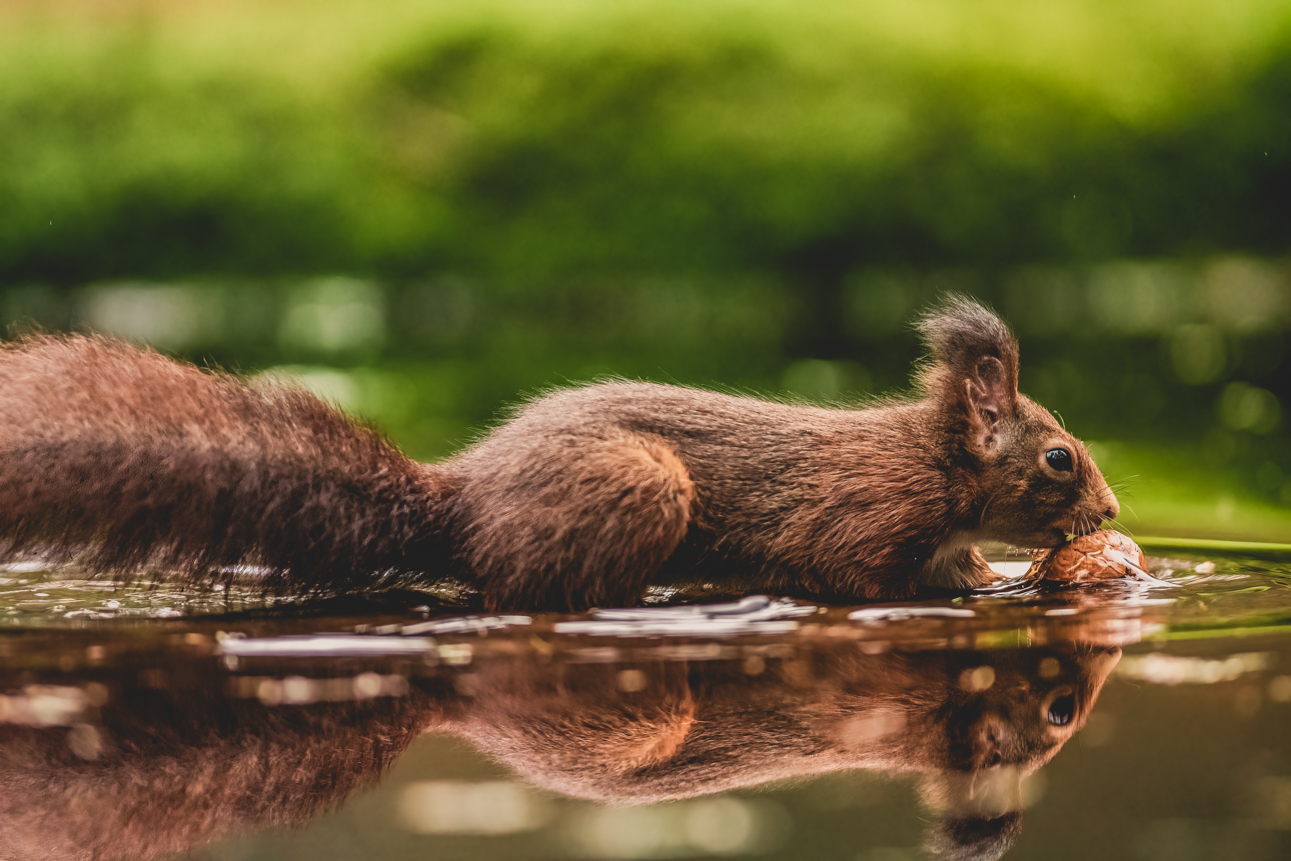 Wildlife en macro