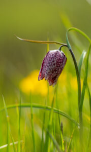 Wildlife en macro