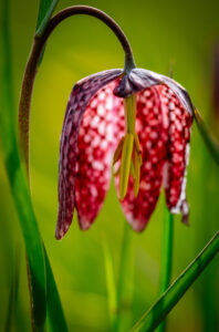 Wildlife en macro