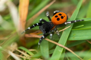 Wildlife en macro