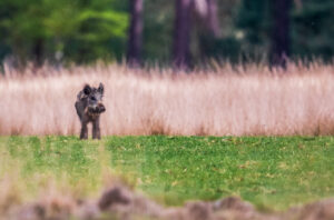 Wildlife en macro