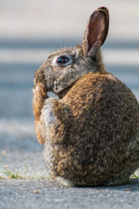 Wildlife en macro