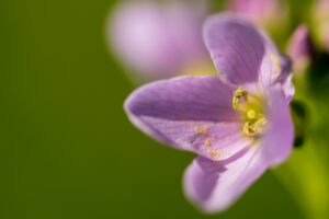 Wildlife en macro