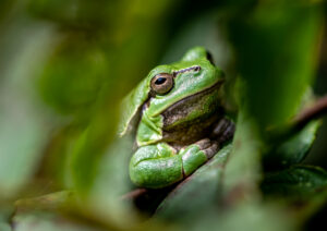 Wildlife en macro