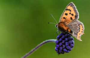 Wildlife en macro