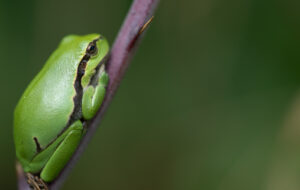 Wildlife en macro