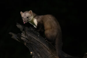 Wildlife en macro